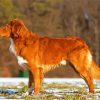 Dog Toller paint by number