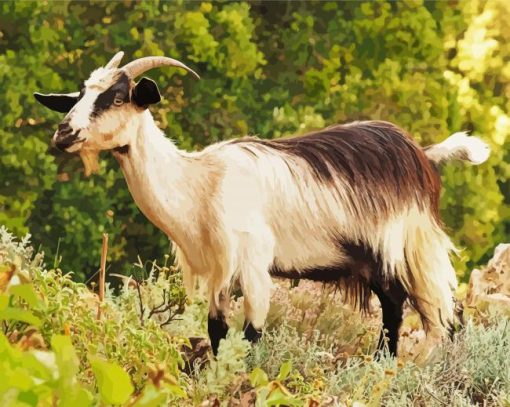 Domestic Goat Capra paint by numbers