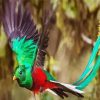 Flying Quetzal Bird paint by numbers