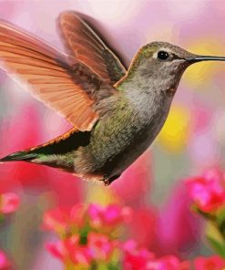 Flying Beautiful Hummingbird paint by numbers