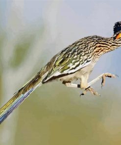 Flying Roadrunner paint by numbers