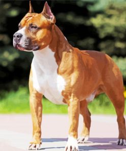 Golden American Staffordshire Terrier Dog paint by numbers