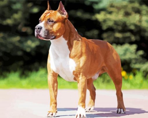 Golden American Staffordshire Terrier Dog paint by numbers