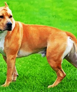 Golden American Staffordshire Terrier paint by number