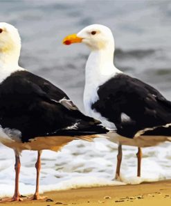 Great Black Backed Gulls paint by numbers