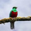 Green Quetzal Bird paint by numbers