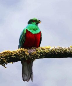 Green Quetzal Bird paint by numbers