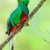 Green Quetzal Bird paint by numbers