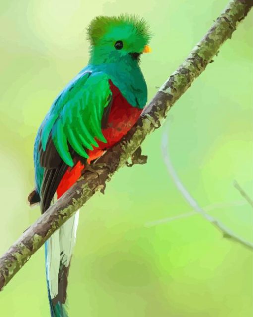 Green Quetzal Bird paint by numbers