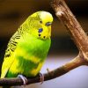 Green And Yellow Budgerigar paint by number