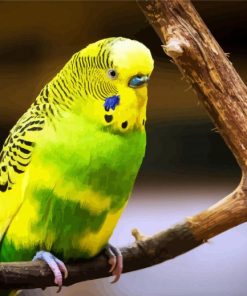 Green And Yellow Budgerigar paint by number