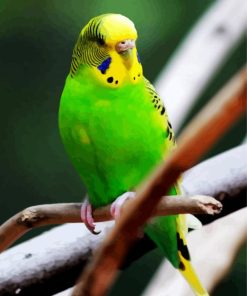 Green Budgerigar On A Branch paint by number