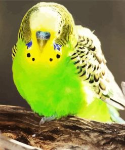 Green Budgerigar paint by number