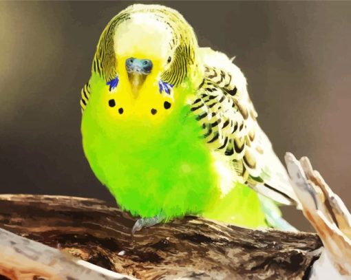 Green Budgerigar paint by number