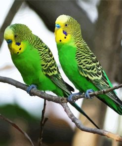 Green Budgerigars paint by number