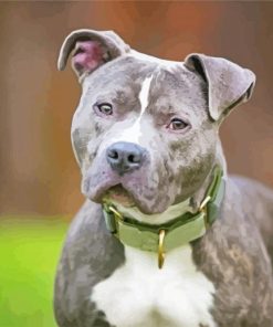 Grey Pitbull paint by numbers