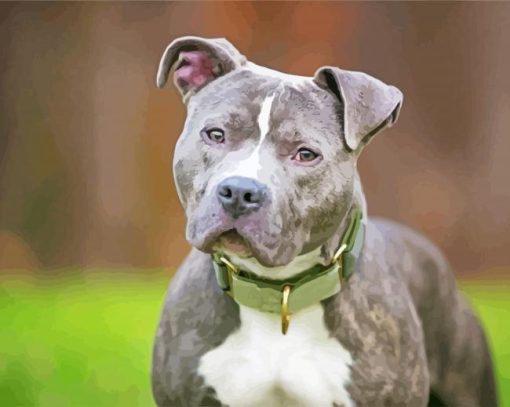 Grey Pitbull paint by numbers