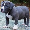 Grey Pitbull Puppy paint by numbers