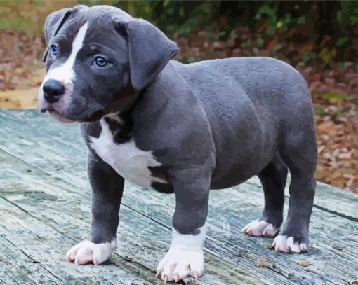 Grey Pitbull Puppy paint by numbers