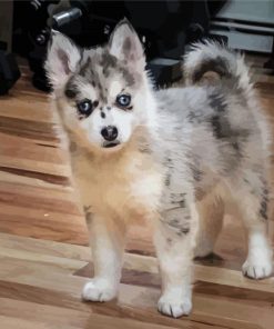 Grey Pomsky paint by numbers