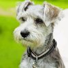 Grey Schnauzer paint by number