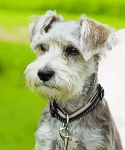 Grey Schnauzer paint by number