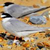 Grey Tern paint by number