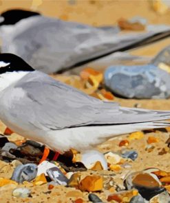 Grey Tern paint by number