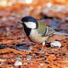 Japanese Tit Parus paint by numbers