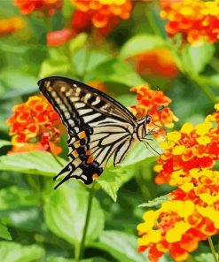 Lantana And Butterfly paint by number