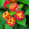 Lantana Flowers paint by number