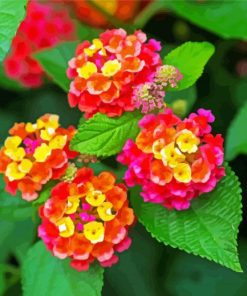 Lantana Flowers paint by number