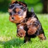 Little Yorkshire Terrier Running paint by number