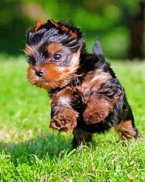 Little Yorkshire Terrier Running paint by number