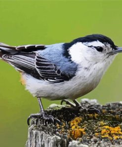 Lonely Nuthatch paint by number