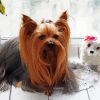 Long Haired Yorkshire Terrier And Dog Doll paint by number