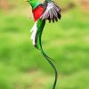 Long Tailed Quetzal Flying paint by number