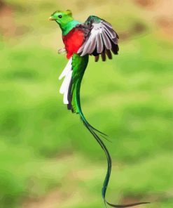 Long Tailed Quetzal Flying paint by number