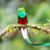 Long Tailed Quetzal Bird On A Branch paint by number