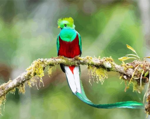 Long Tailed Quetzal Bird On A Branch paint by number