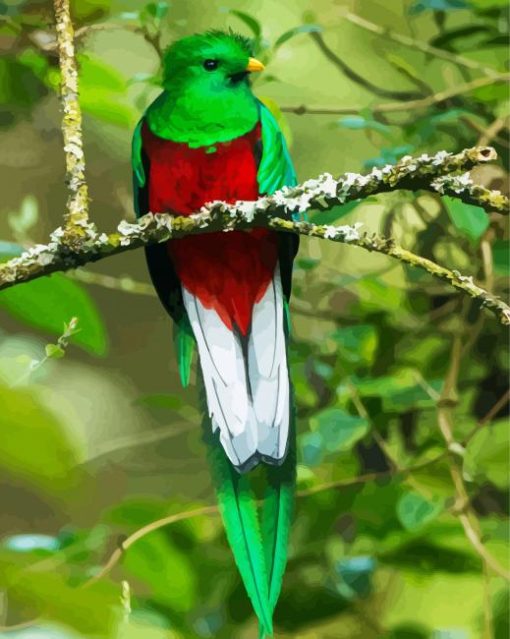 Long Tailed Colorful Quetzal paint by number