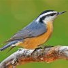 Nuthatch Bird Animal paint by number