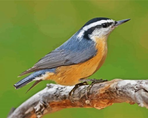 Nuthatch Bird Animal paint by number