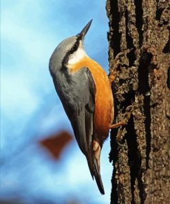 Nuthatch Cute Bird paint by numbers