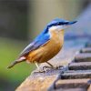 Nuthatch Cute Bird paint by numbers