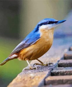 Nuthatch Cute Bird paint by numbers