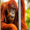 Old Orangutan paint by numbers