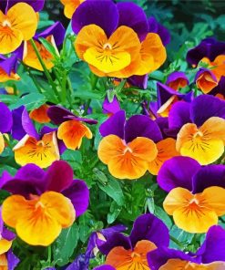 Orange And Purple Pansies paint by number