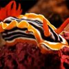 Orange Nudibranch paint by number