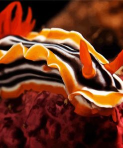 Orange Nudibranch paint by number